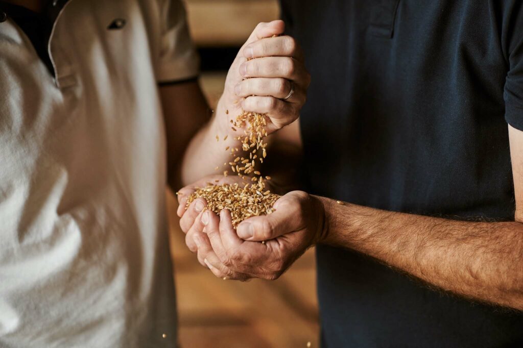 Belpasta - Grain de blé